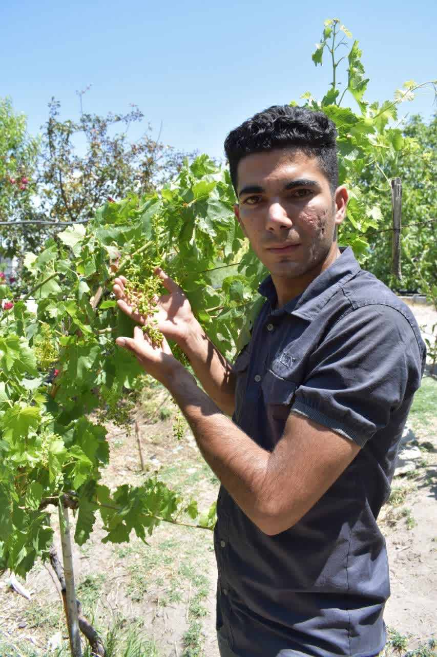 تولید نهال انگور موسکات