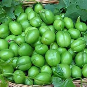 خرید نهال گوجه سبز برغان