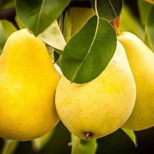 نهال گلابی شاه میوه