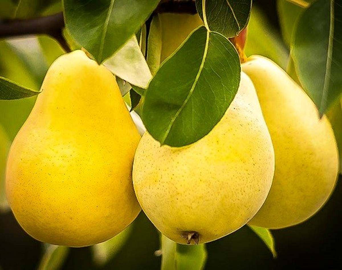 jpeg-optimizer_شاه نهال گلابی شاه میوه