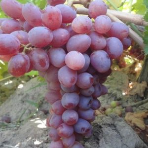 نهال انگور صاحبی