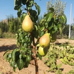 نگه داری از نهال گلابی شاه میوه