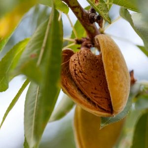 نهال بادام شکوفه