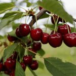 خرید نهال آلبالو مجارستانی