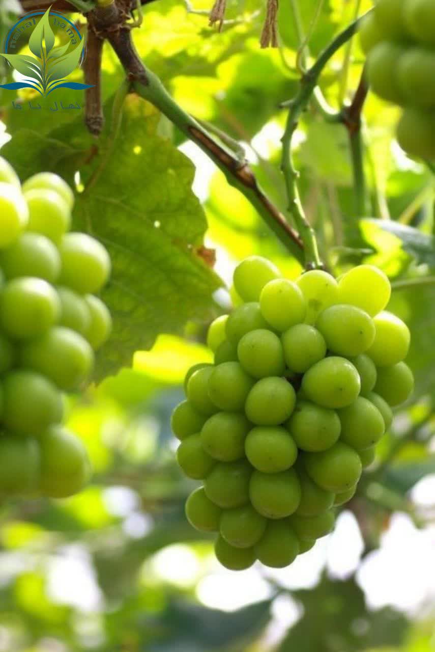 نهال انگور موسکات امیرپور نهال انگور موسکات