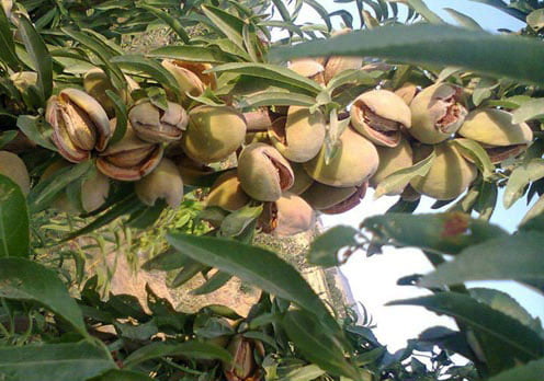 خرید نهال بادام شکوفه