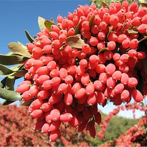 قیمت نهال زرشک بی دانه پفکی