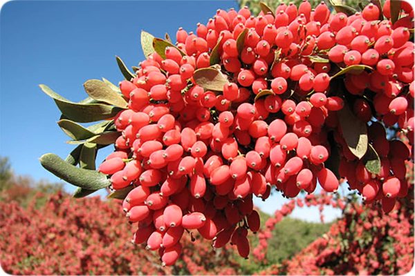 قیمت نهال زرشک بی دانه پفکی
