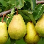 خرید نهال گلابی شاه میوه