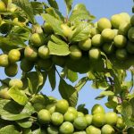 خرید نهال گوجه سبز