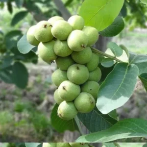 نهال گردو خوشه ای