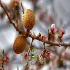 نهال بادام تو سرخ