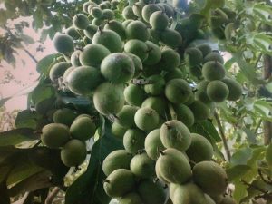 خرید نهال گردو ژنوتیپ برتر