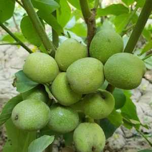 نهال گرو خوشه ای 