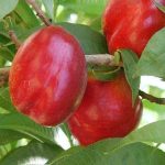 تولید نهال شلیل شبرنگ