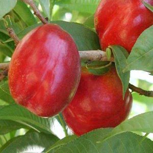 تولید نهال شلیل شبرنگ