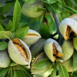 خرید نهال بادام پوست کاغذی