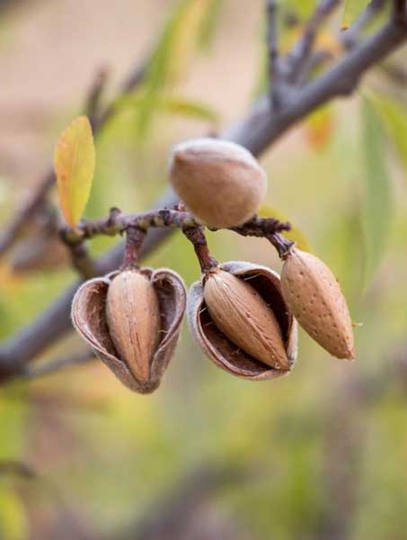 خرید نهال بادام کاغذی