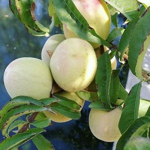   قیمت نهال شلیل سفید