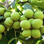 فروش نهال گردو خوشه ای