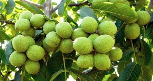 فروش نهال گردو خوشه ای