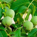 نهال گردو ژنوتیپ برتر