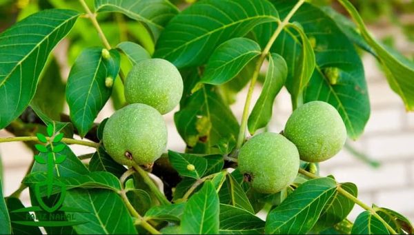 نهال گردو ژنوتیپ برتر