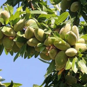 خرید نهال بادام توسرخ