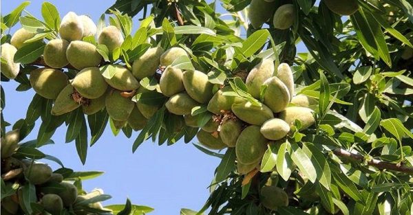 خرید نهال بادام توسرخ