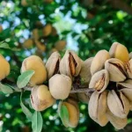 خرید نهال بادام پوست کاغذی