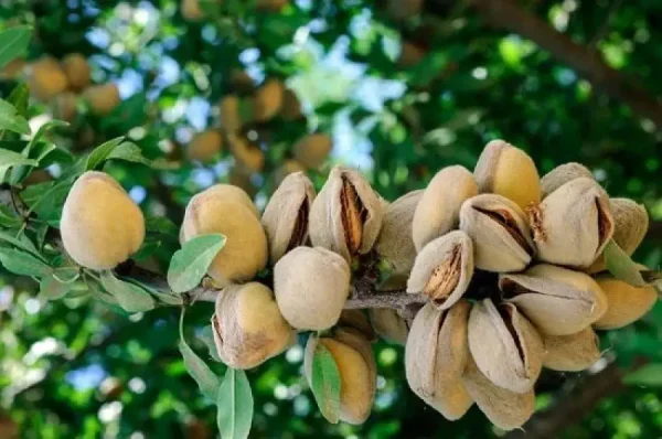 خرید نهال بادام پوست کاغذی