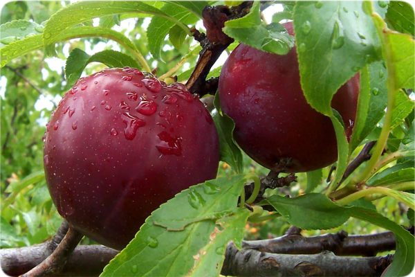 خرید نهال شلیل شبرنگ