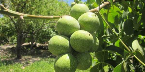 نهال گردو خوشه ای 