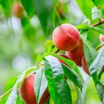 شرایط نگهداری نهال هلو کاظمی