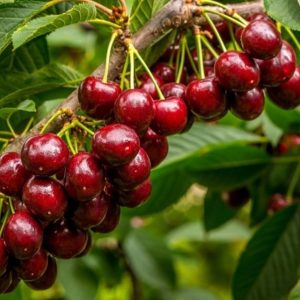 نگهداری نهال گیلاس خوشه ای