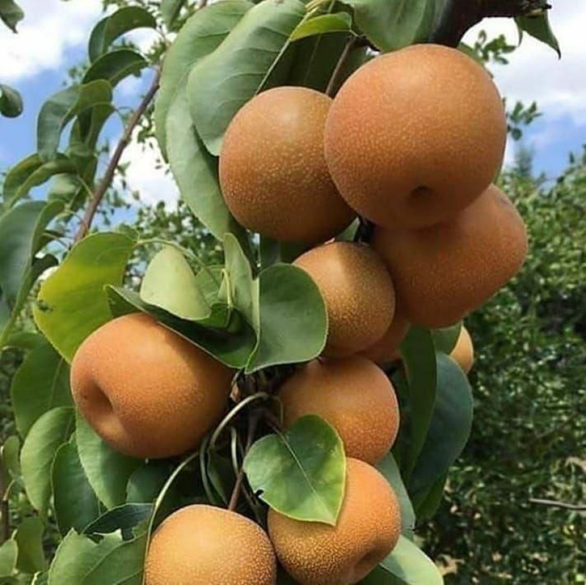 نگهداری نهال-گلابی-پرتقالی 