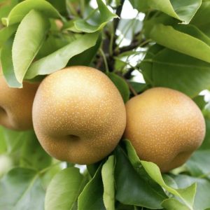 کاشت نهال گلابی پرتقالی