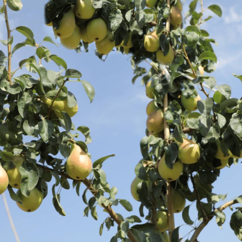 شرایط اقلیمی نهال گلابی پیروداف
