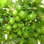 نگهداری نهال-گوجه-سبز-اسدآباد