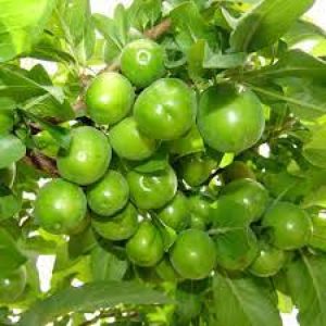 نگهداری نهال-گوجه-سبز-اسدآباد
