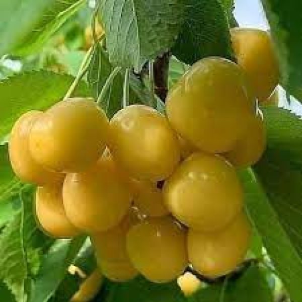 نگهداری نهال گیلاس شیشه ای