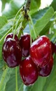 کاشت نهال-گیلاس-شیشه ای