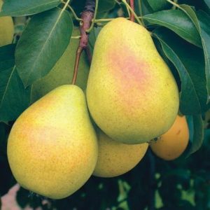 شرایط اقلیمی نهال گلابی نطنز