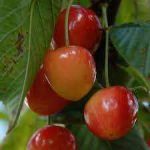 نهال گیلاس شیشه ای