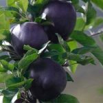 نهال سیب میراکل