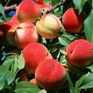 خرید نهال هلو جوادی