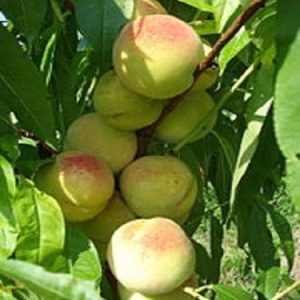 خرید نهال هلو سبز