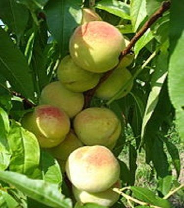 jpeg-optimizer_نهال-هلو-سبز خرید نهال هلو سبز