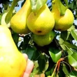 خرید نهال گلابی پیروداف