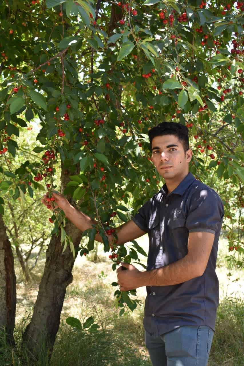 خرید نهال گیلاس شیشه ای 